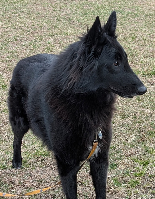 Mia
